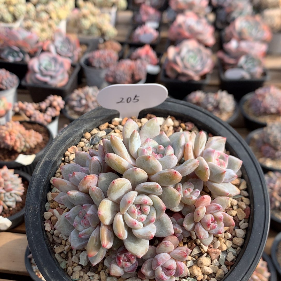 铃***铛12厘米11头有砍石榴籽 特价 205