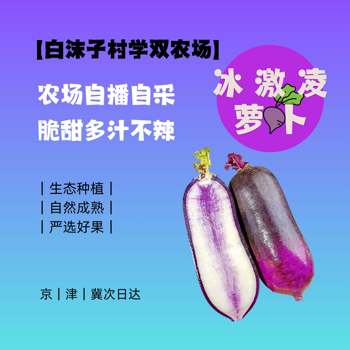 【剩菜王专属】本地冰激凌鲜萝卜水果萝卜采摘园脆甜多汁