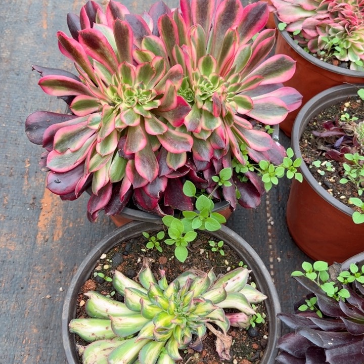 美杜莎缀幻彩缀组合