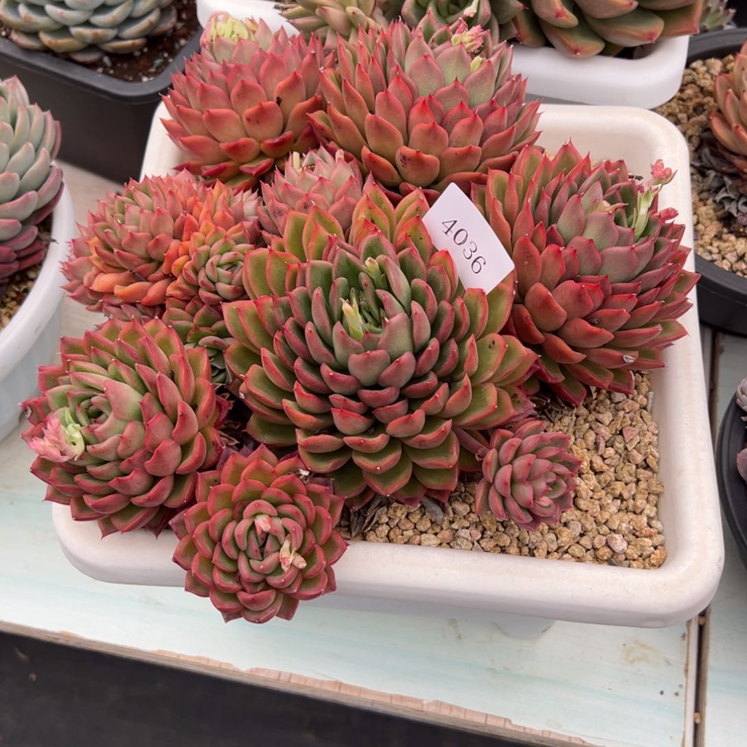 香*4036多肉多多多多