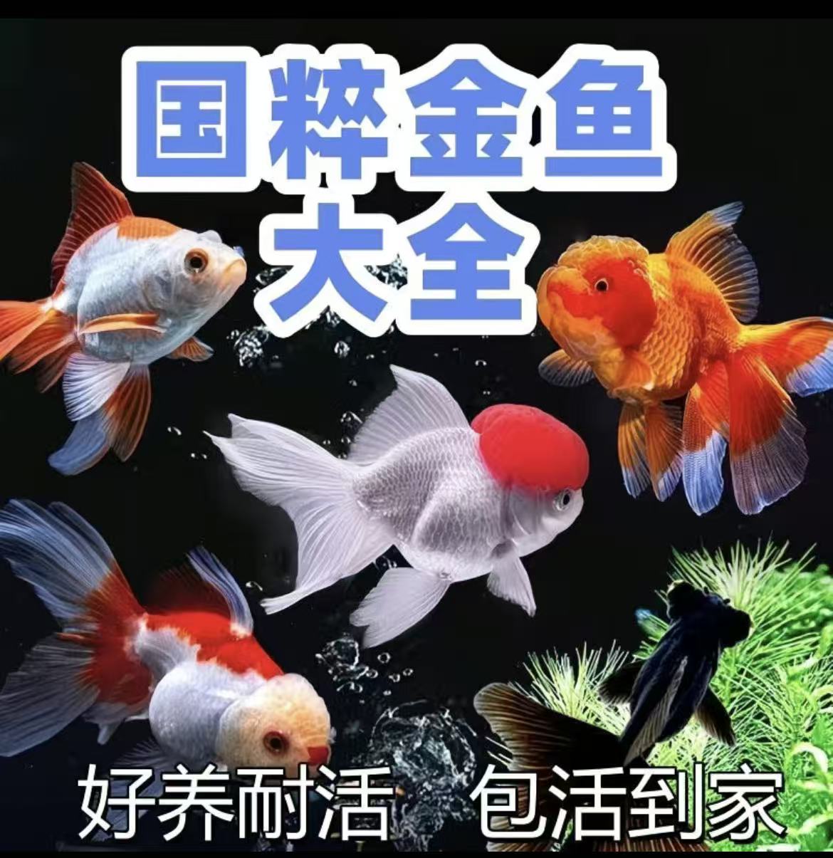国粹金鱼鹤顶红红国狮黑龙睛观赏鱼冷水鱼