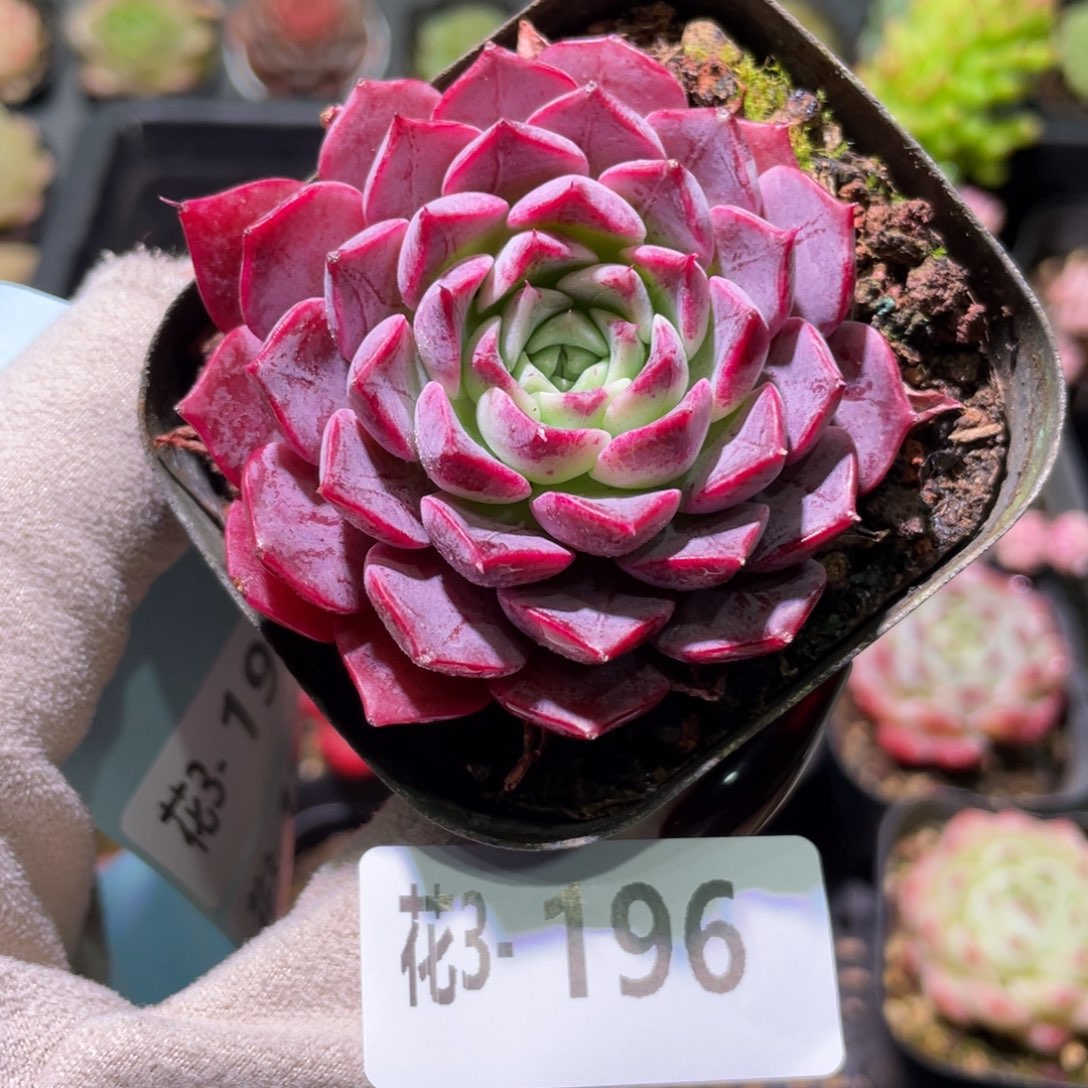 花利美3-196新品单头