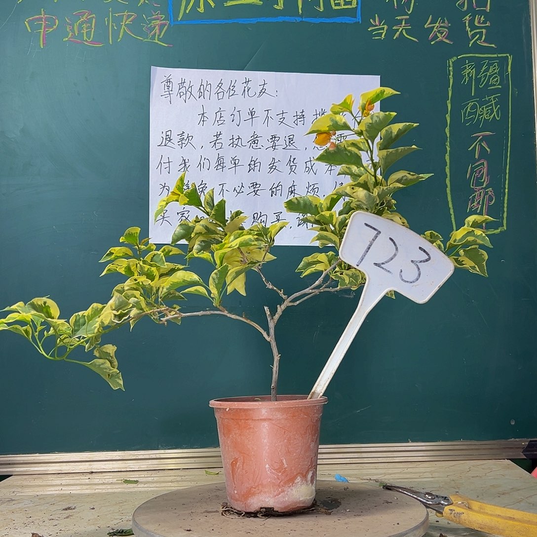 当前无花栽培后可以开花金边黄 723