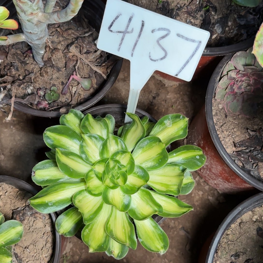 4137暴君多肉法师多肉