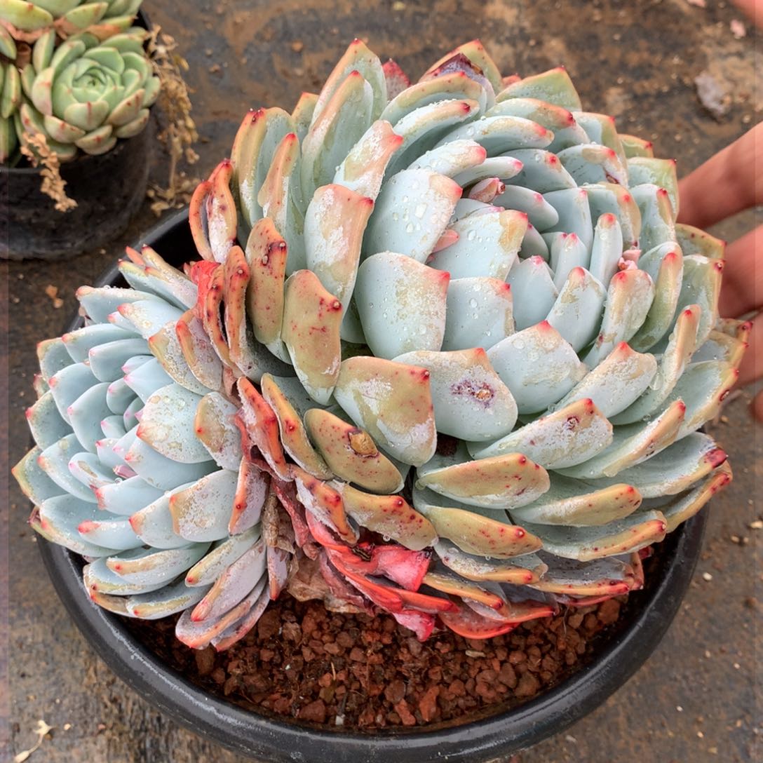 橙子一物一拍18-146