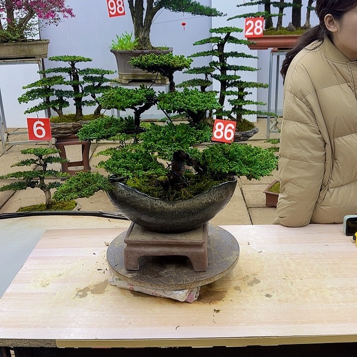 盆景直播间一物一拍