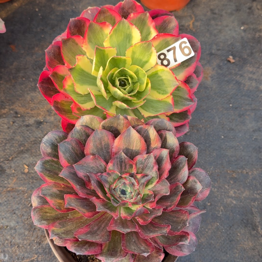 876多肉植物两颗一组