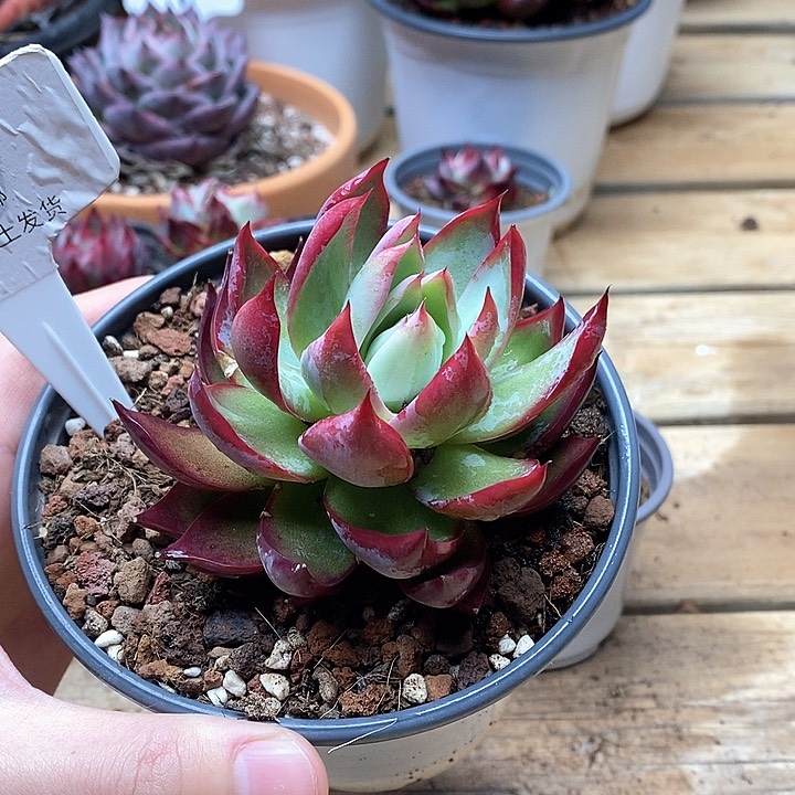 悠****8一物一拍惊鸿058