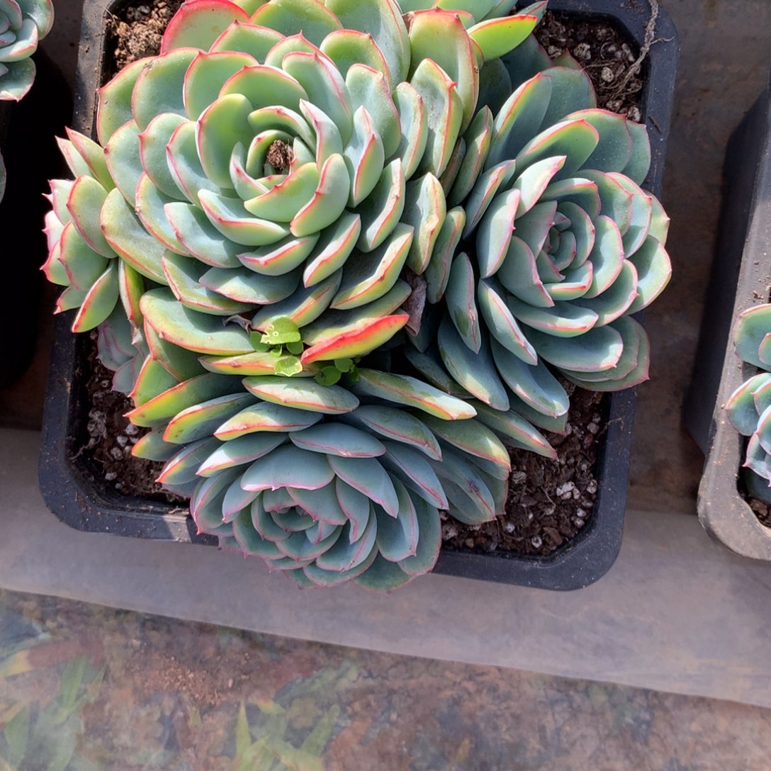 晨露群生多肉植物