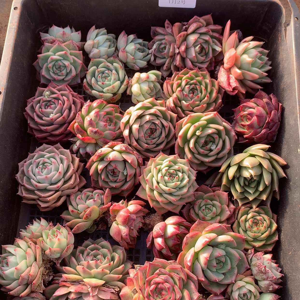 【闪购商品】云111号