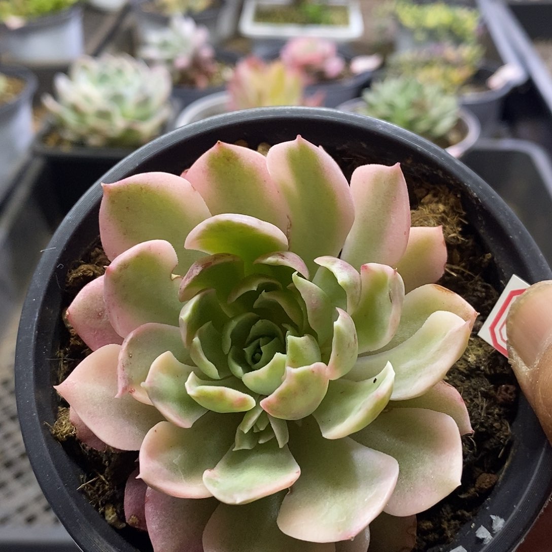 05201沙漠玫瑰腹轮锦多肉