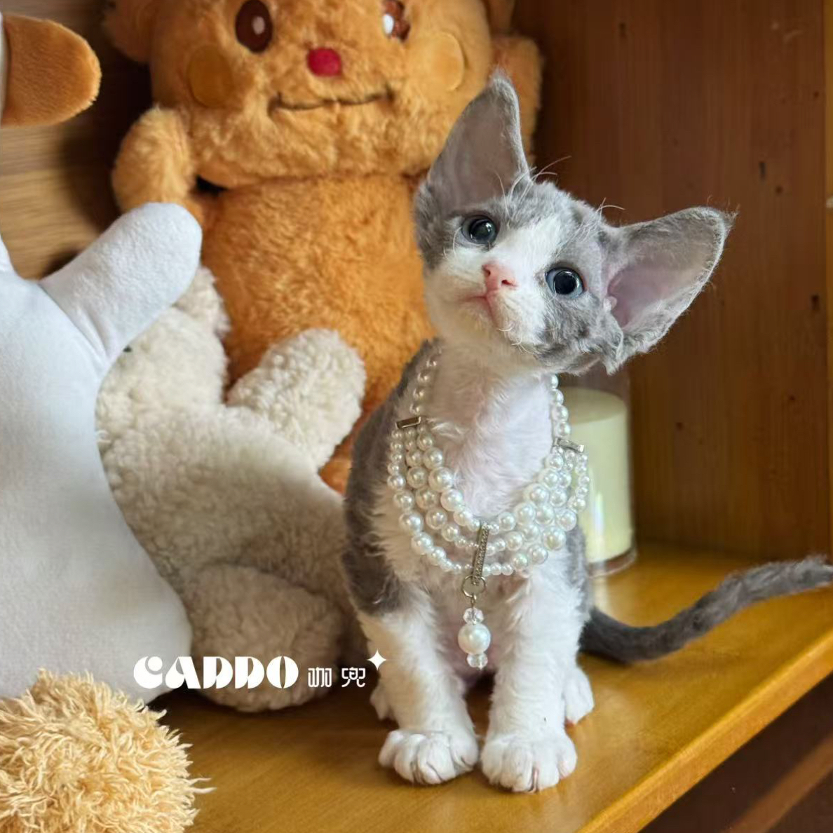 Caddo德文卷毛猫-蓝白开脸弟弟（薄荷）