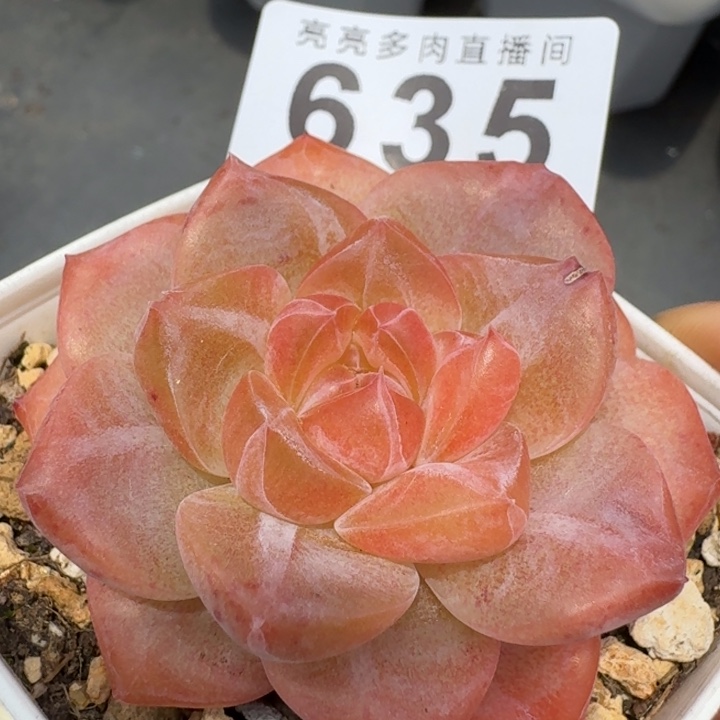   开播福利多肉植物