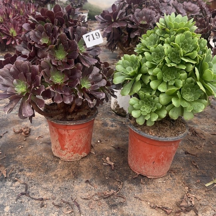 719欧紫➕绿杨蓉包邮。      