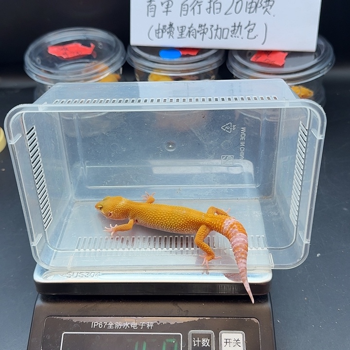 豹纹守宫阳光妹妹