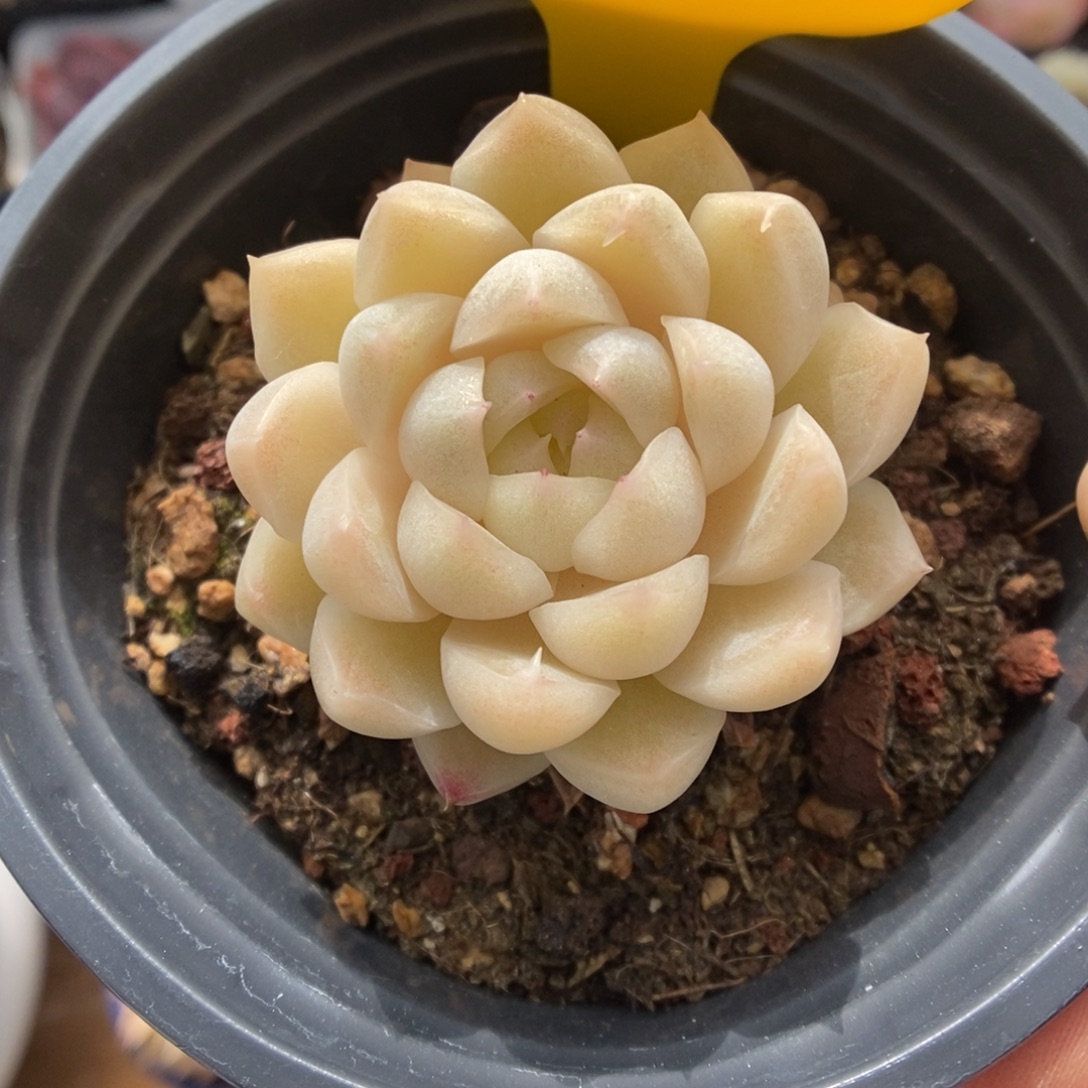 k***n麦秆5491号。        