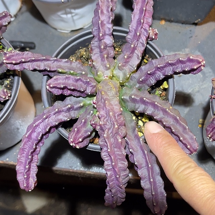 满38包邮2天凑单，脱土晾根发货多肉植物