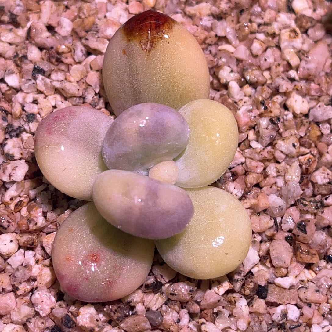 多肉特价橙雪球锦头盖