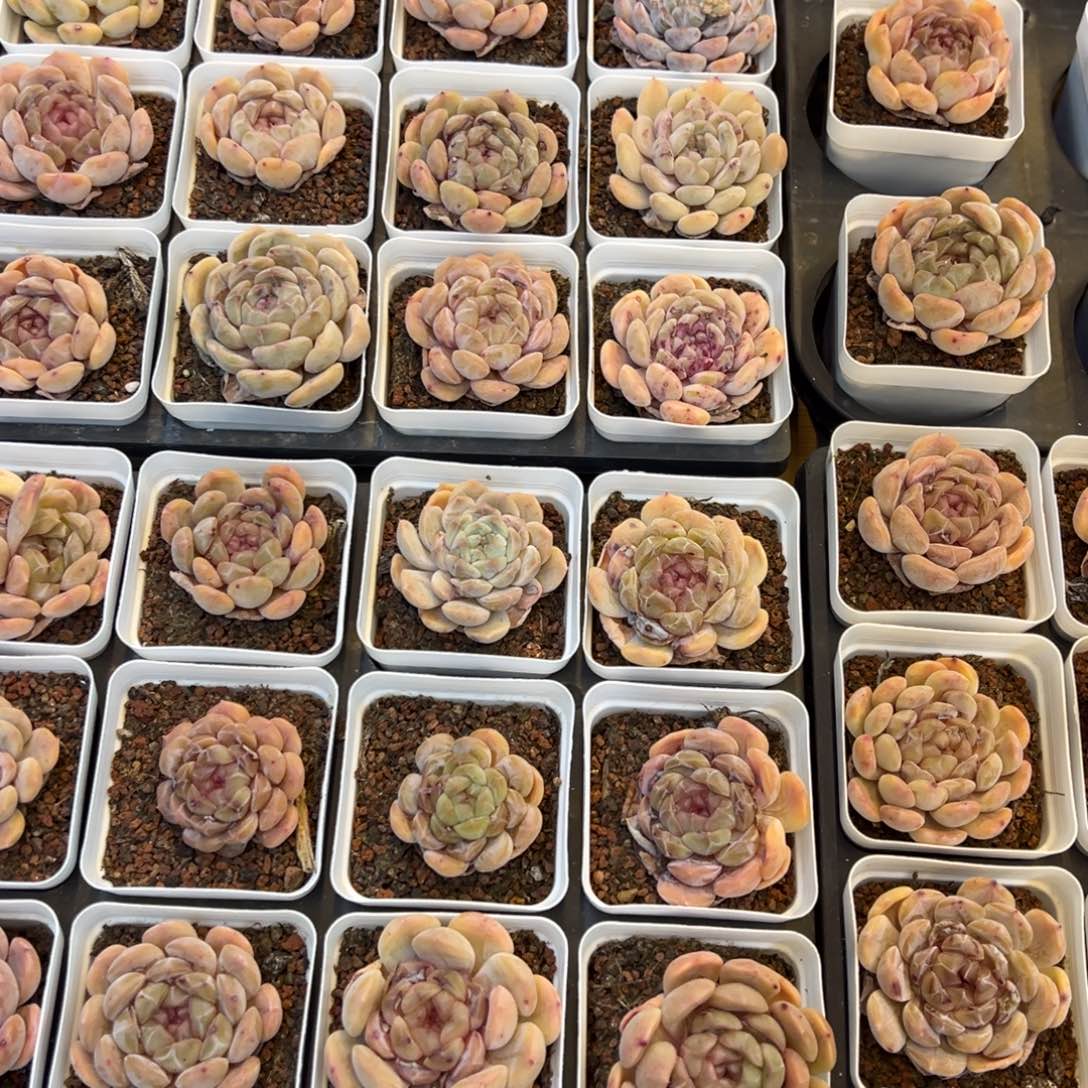 白恋粉粉嫩嫩好看