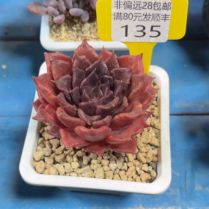 大135:、zgxgghhbbb