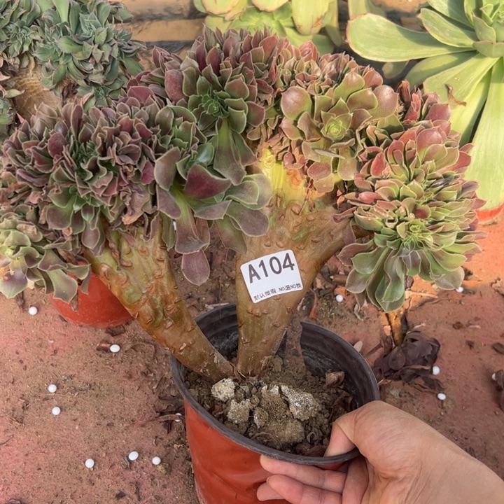 玫瑰缀多肉植物104.