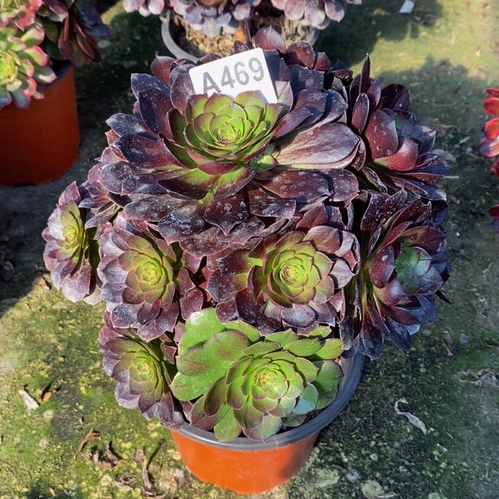 黑骑士多肉植物469