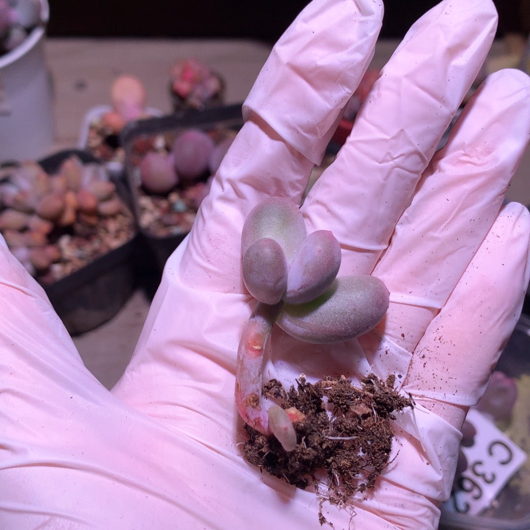 368 米可奶酪多肉