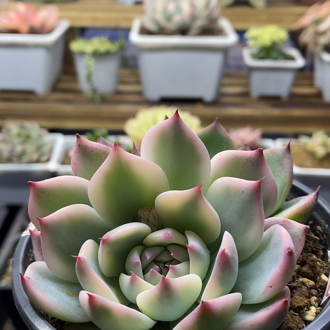 2056 吉娃娃覆轮锦