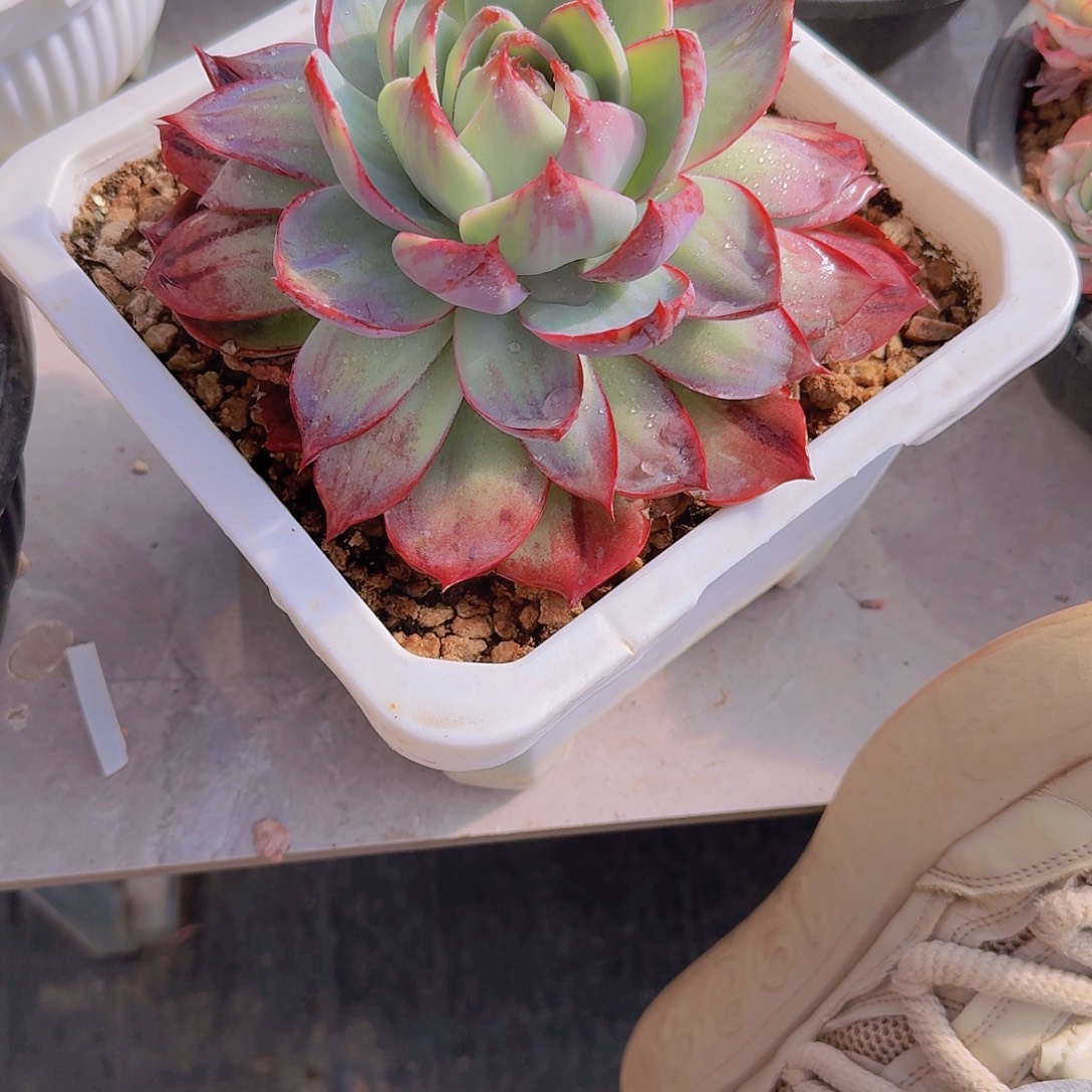 执****0204惊鸿仙子多肉植物