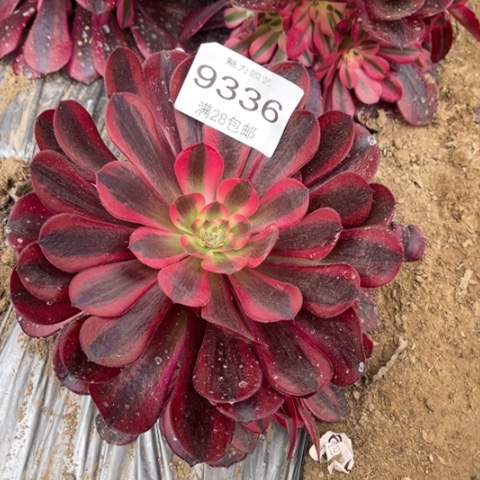 美杜莎多肉多9336