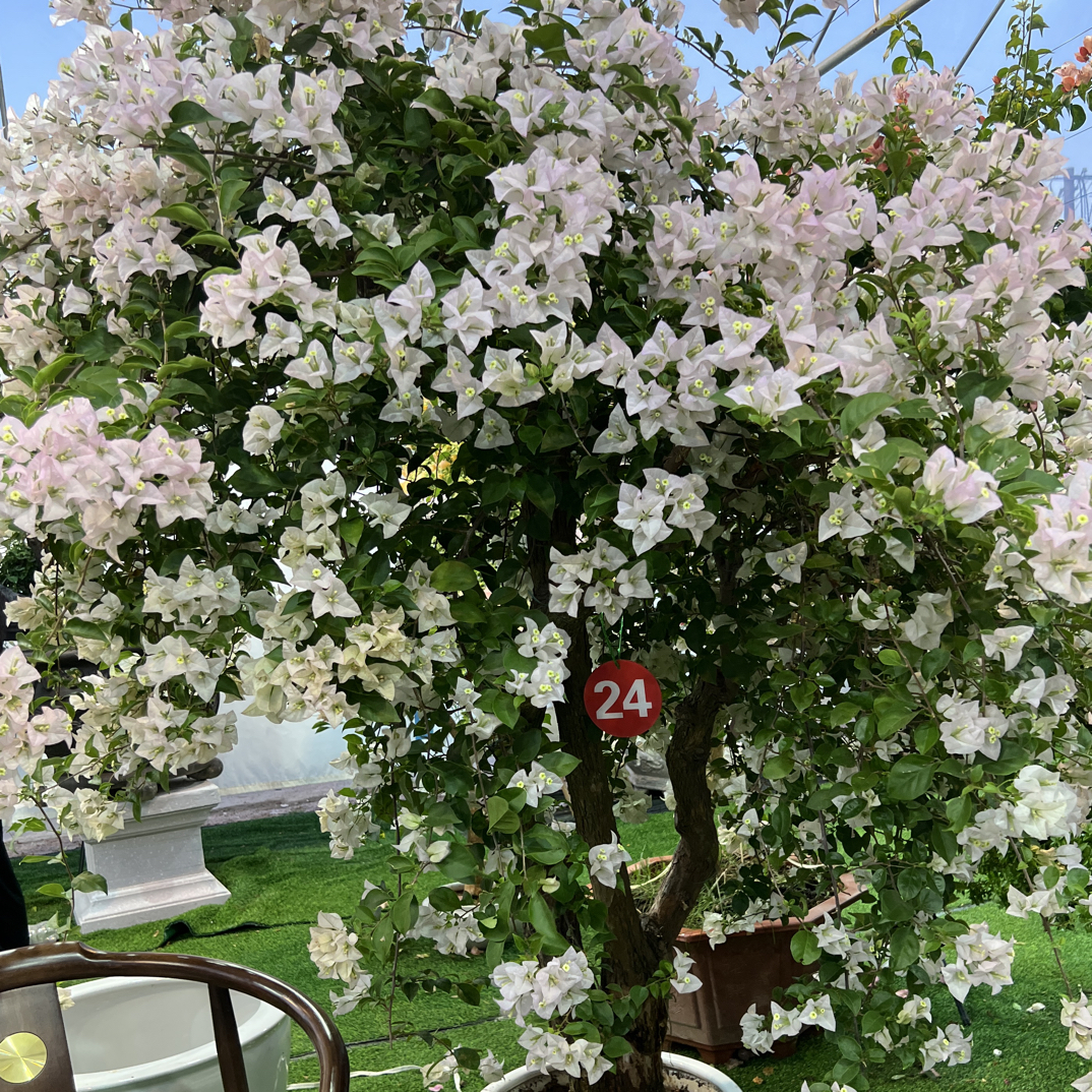 小清新三角梅盆栽庭院种植勤花易养