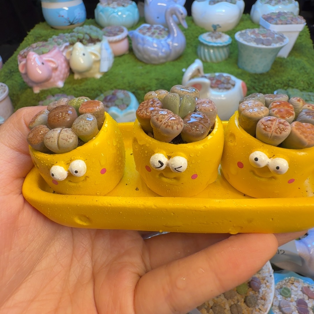 啵***～多肉植物福利冲1159