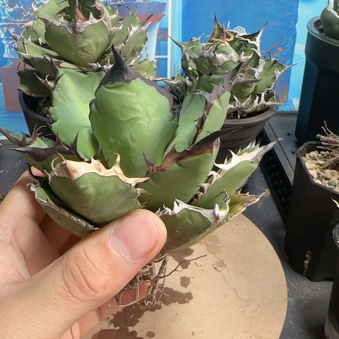 黑火焰龙舌兰111111