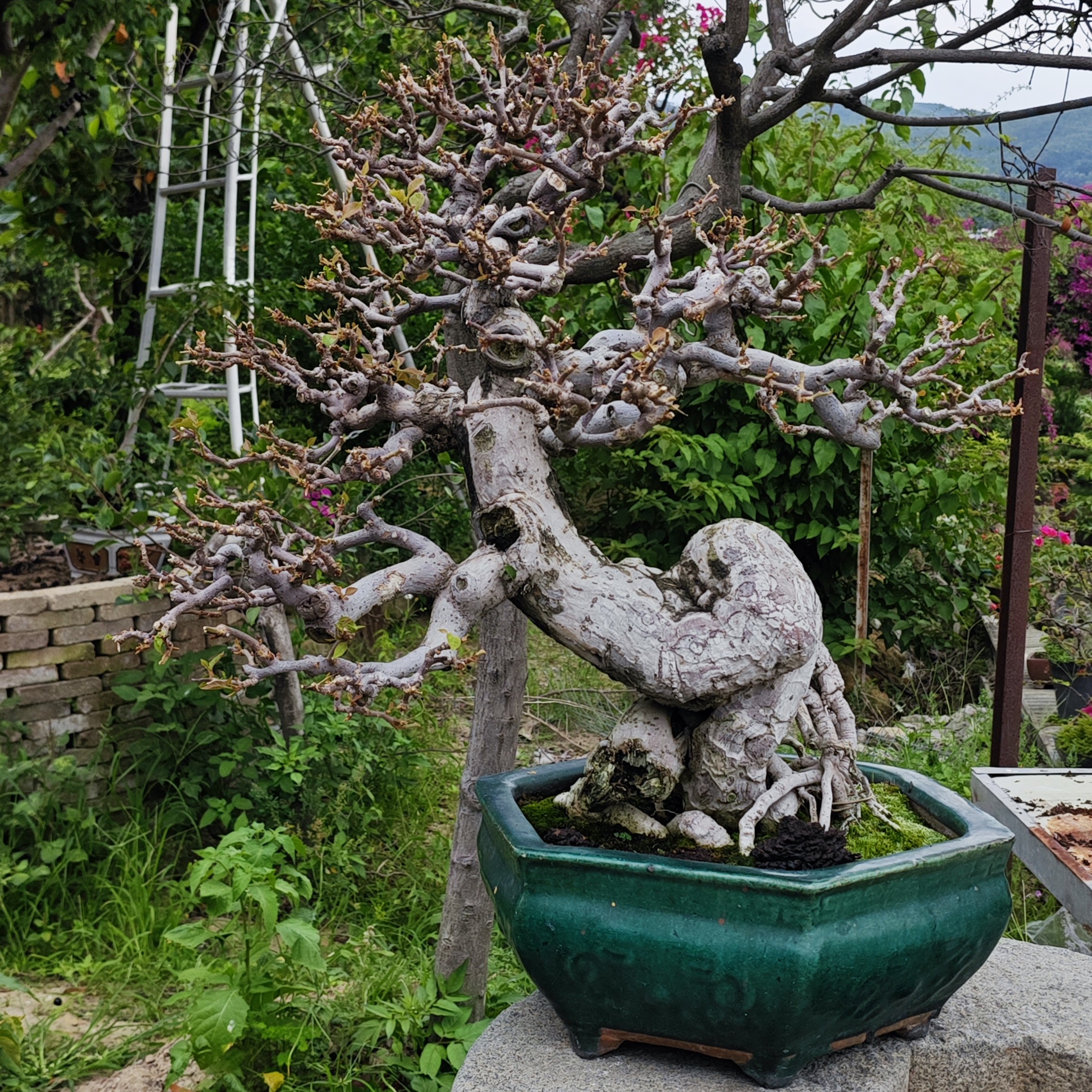 同安红年功老桩盆景（玩家货）