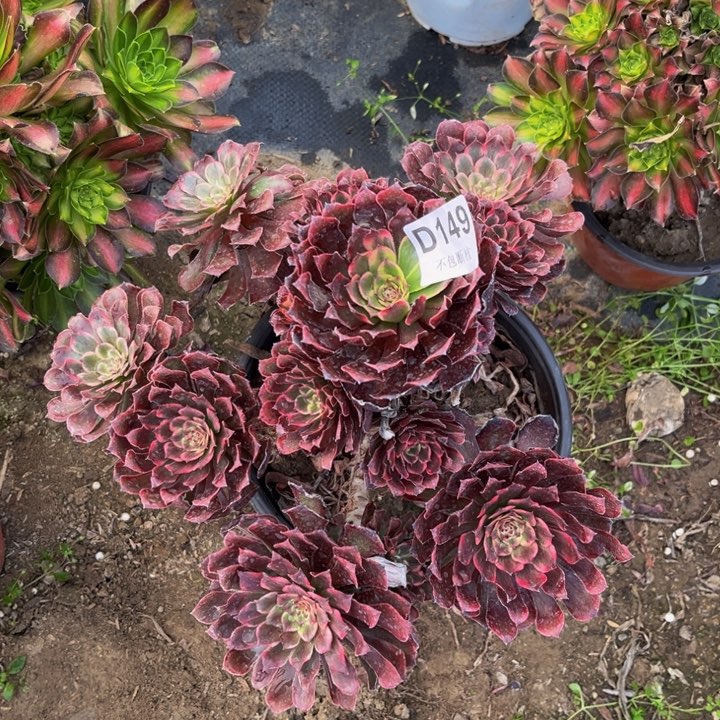 149黑金刚多肉法师不包断枝