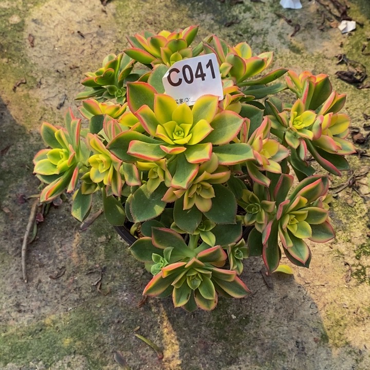 艳日辉多肉植物041