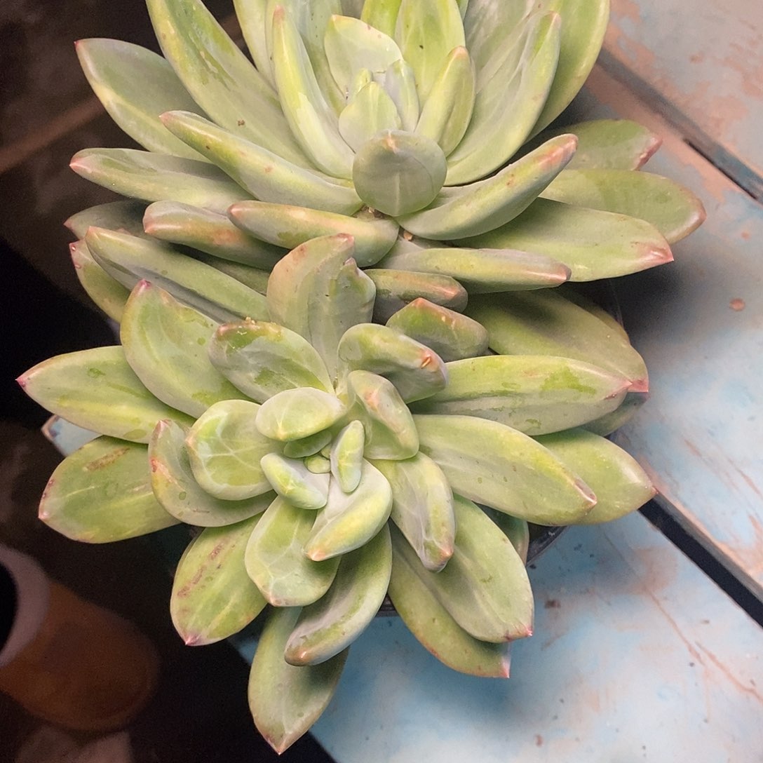 米****?一物一拍，多肉植物