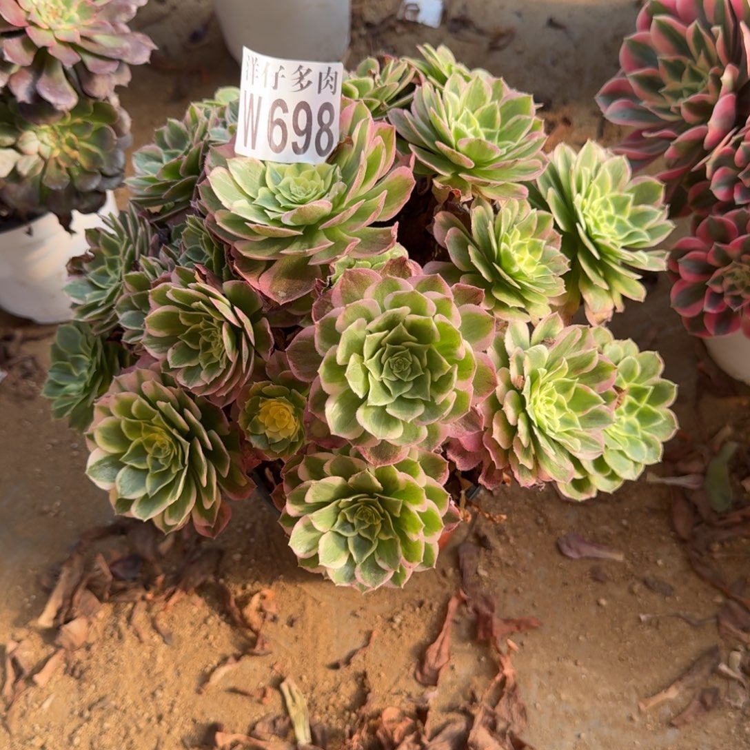 698海王官服28左右2