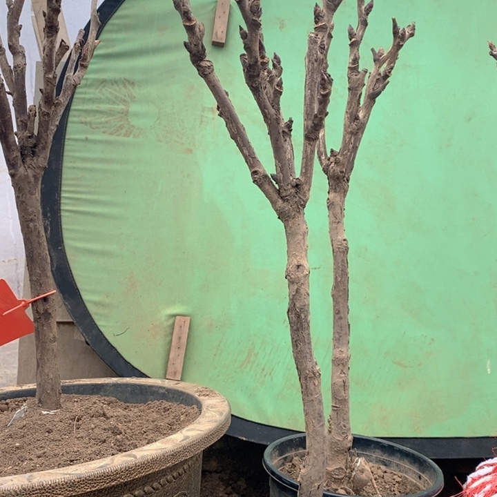 完全开放盆栽花王