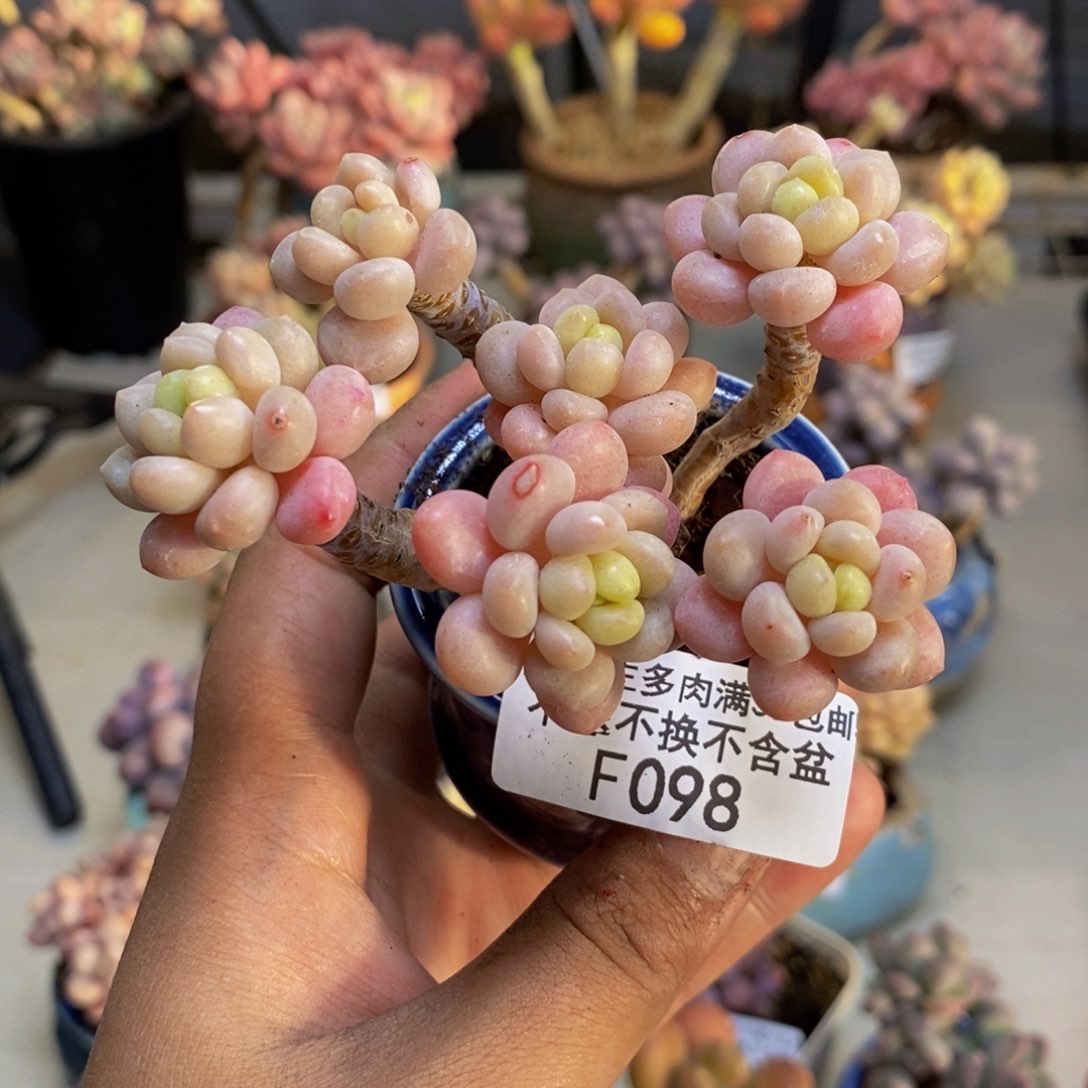 098鱼子酱多肉有断枝