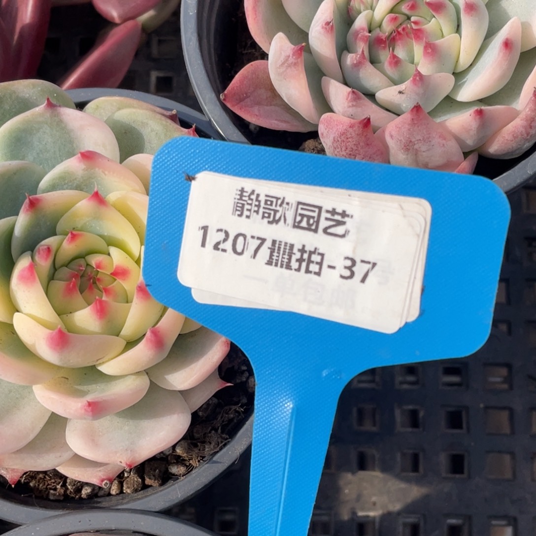 1207-37-吉娃娃锦福利一颗