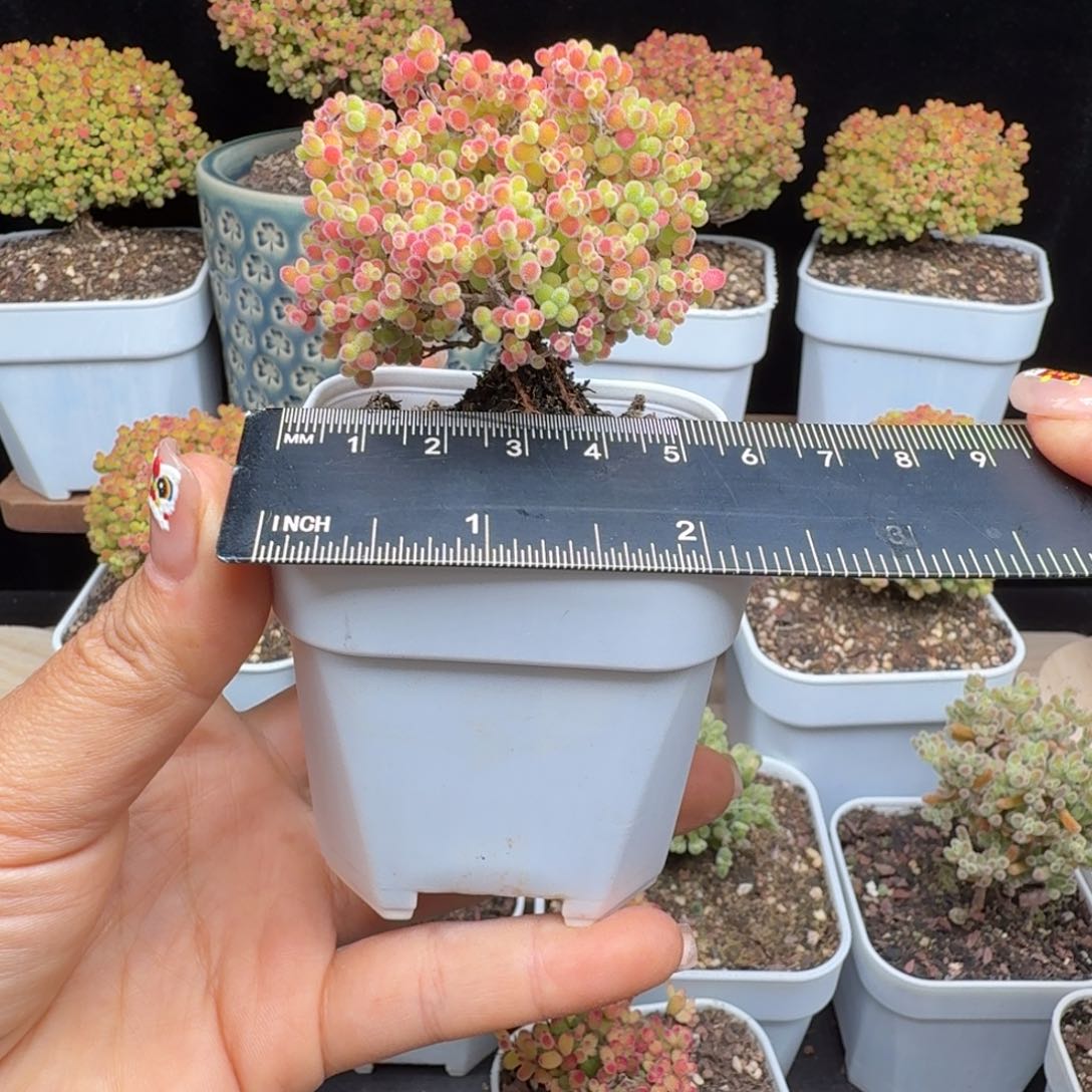 a97号蜜橘冠服6厘米左右