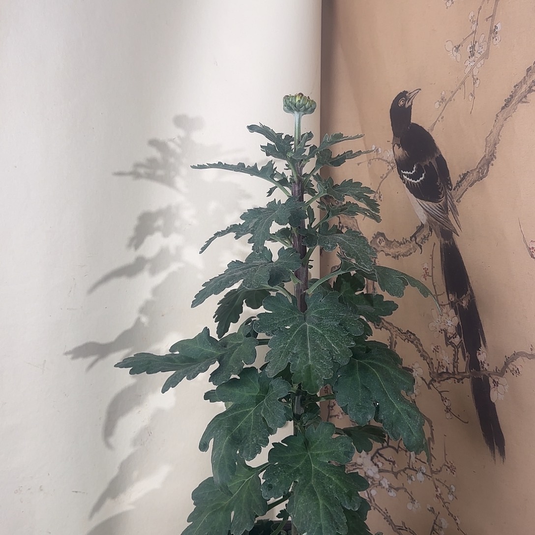 全部花朵Q2222222