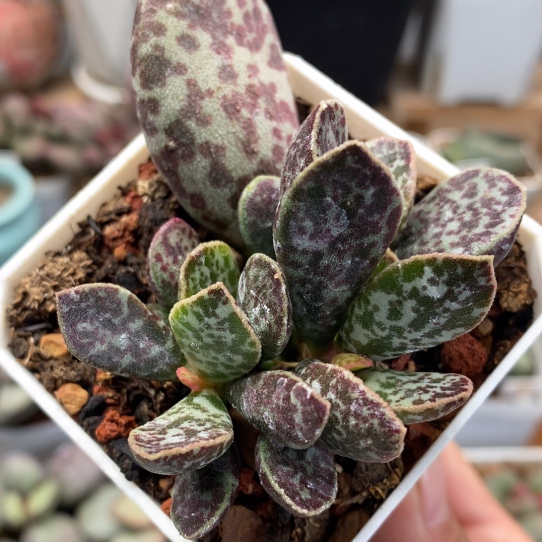 紫马蛋水泡多肉植物