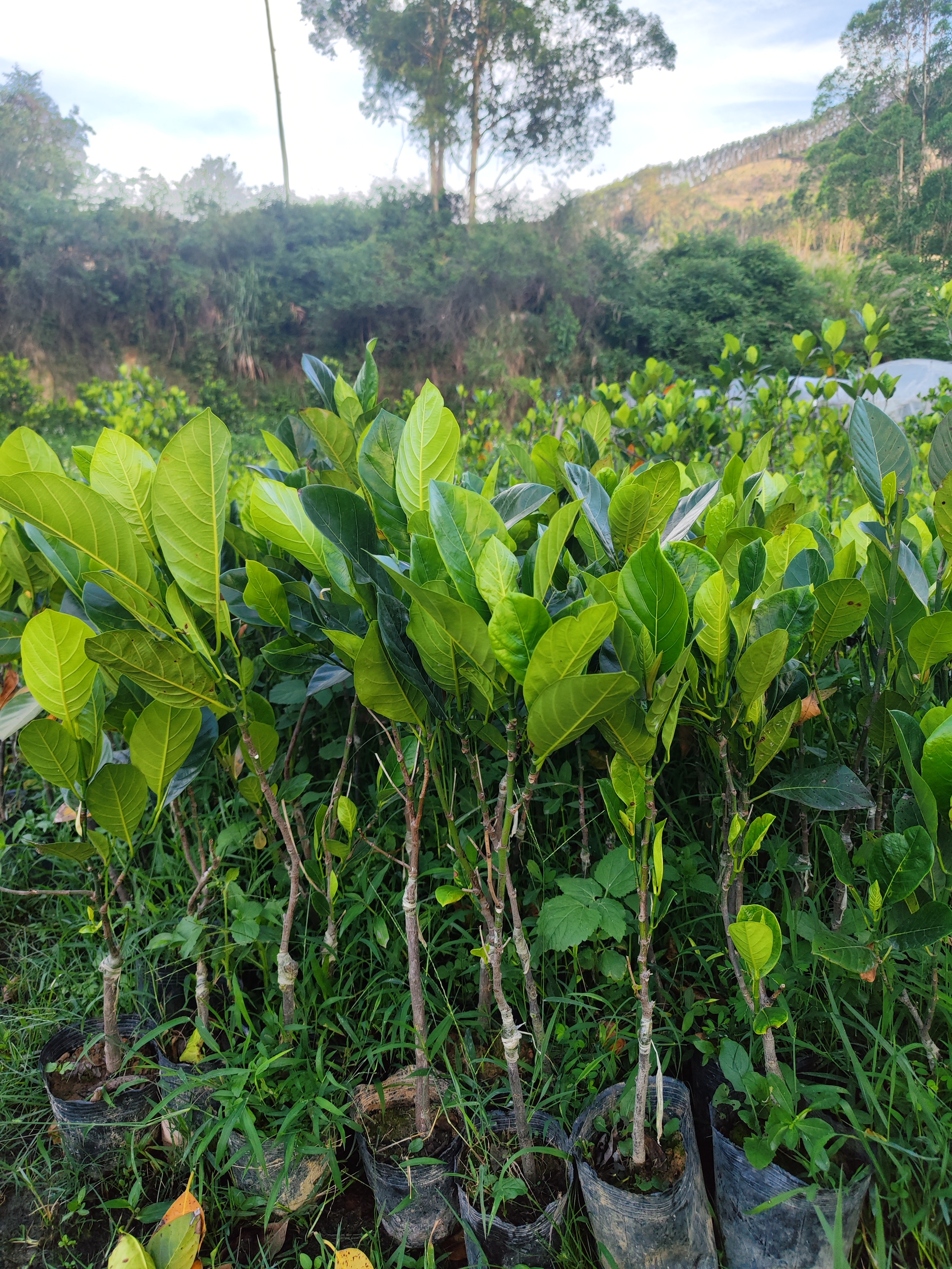 绿植园艺马来西亚J33菠萝蜜小苗