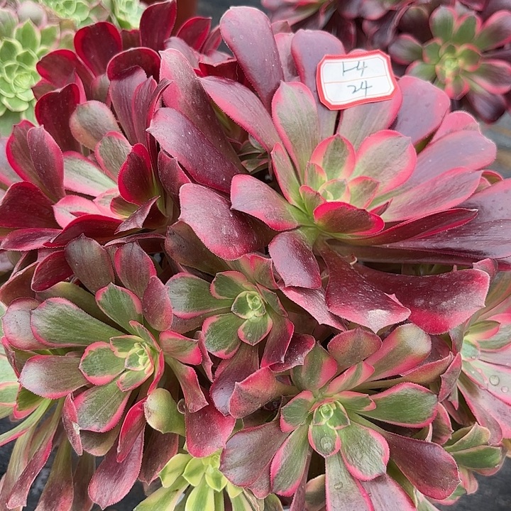 凤冠多肉法师不包损24