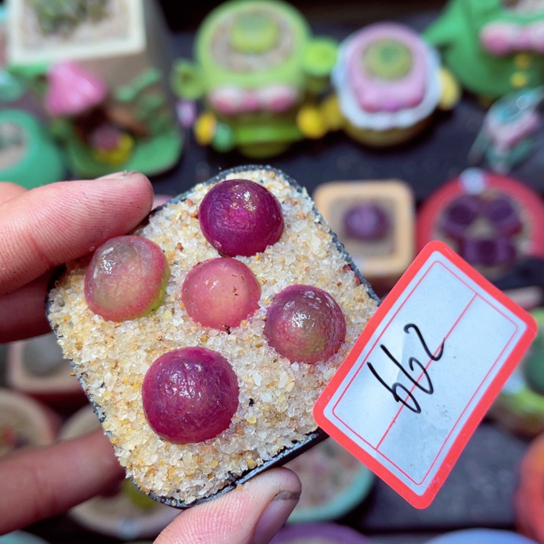 662生石花带盆发