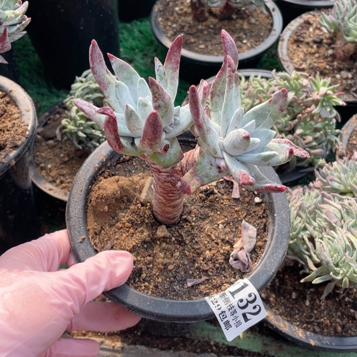 132号流丹白豪多肉