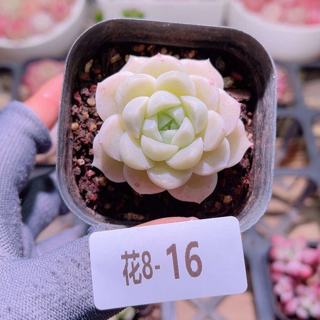 花08-16新品单头