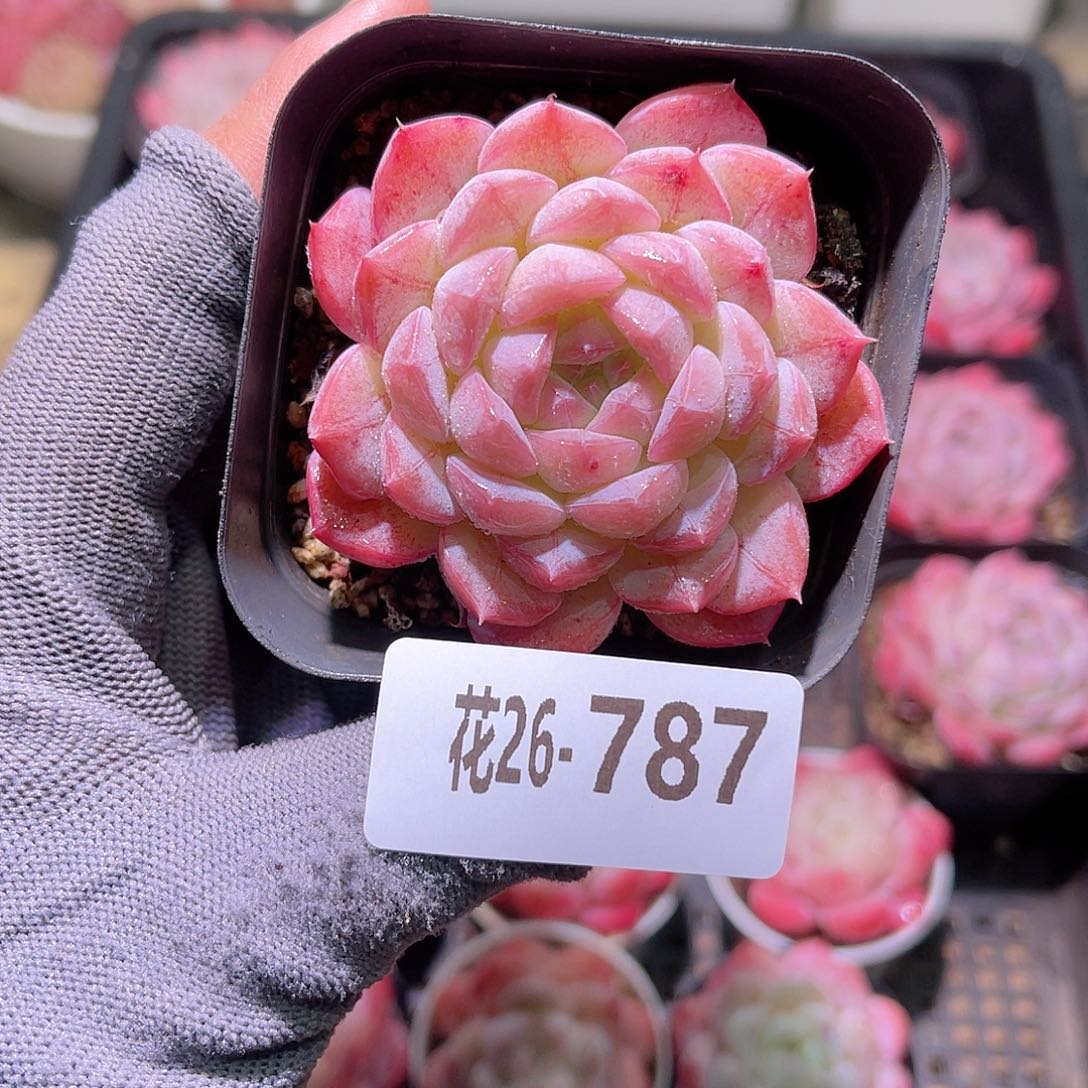 花26-787白桃汽水